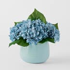 https://s3-ap-southeast-2.amazonaws.com/fusionfactory.commerceconnect.bbnt.production/pim_media/000/183/879/M_F_Hydrangea-in-Ceramic-Pot_Bluecv_26131601_SI.jpg?1734663649