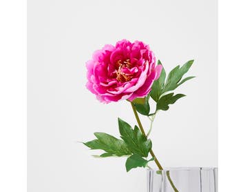 https://s3-ap-southeast-2.amazonaws.com/fusionfactory.commerceconnect.bbnt.production/pim_media/000/222/157/M_F_S26-27_Peony_Stem_Pink_27356001_SI.jpg?1789100300