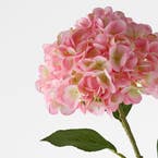 https://s3-ap-southeast-2.amazonaws.com/fusionfactory.commerceconnect.bbnt.production/pim_media/000/206/478/M_F_W26_Hydrangea-Stem_Pale-Pink_26920202_Detail_SI.jpg?1767157977